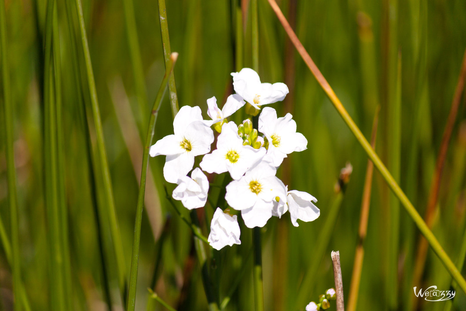 Fleurs de marais