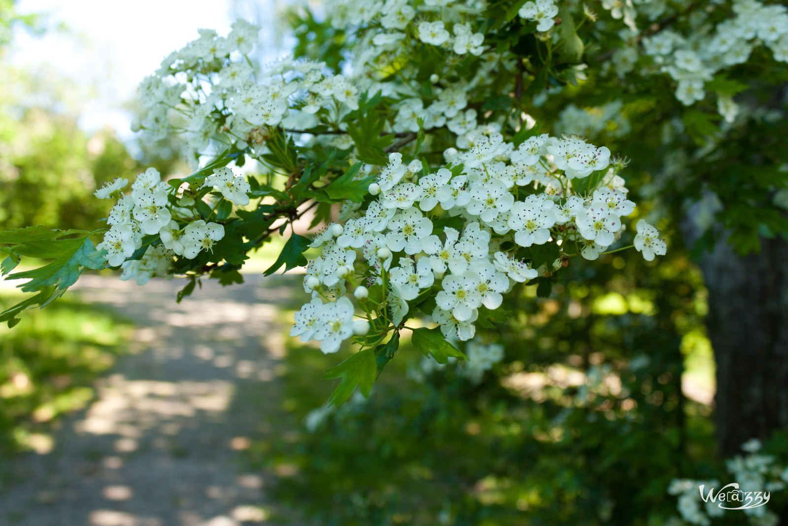 Fleurs de meurisier