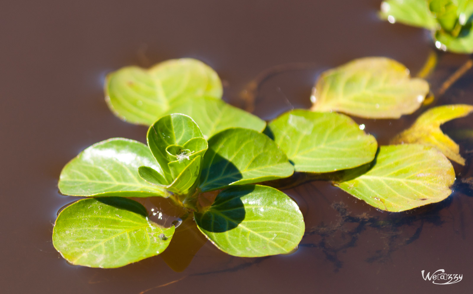 Plante aquatique