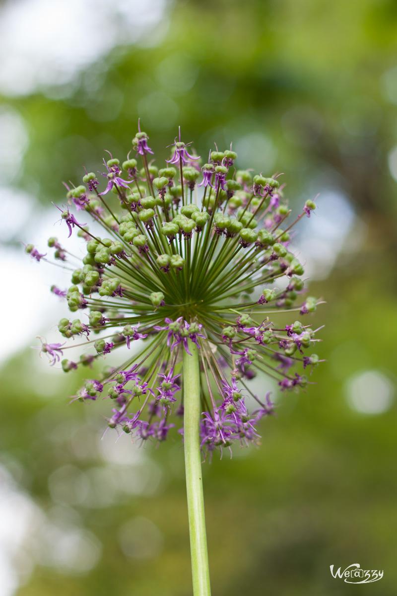 Botanique, Jardin, Nantes