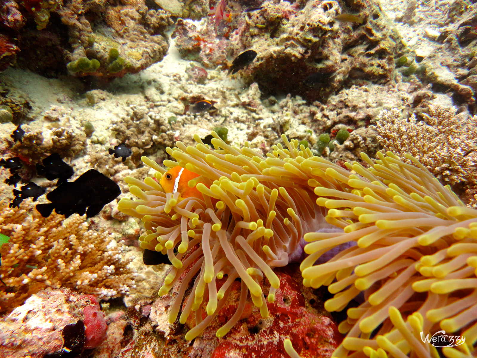 Anemone & son poisson clown, Plongée, Maldive