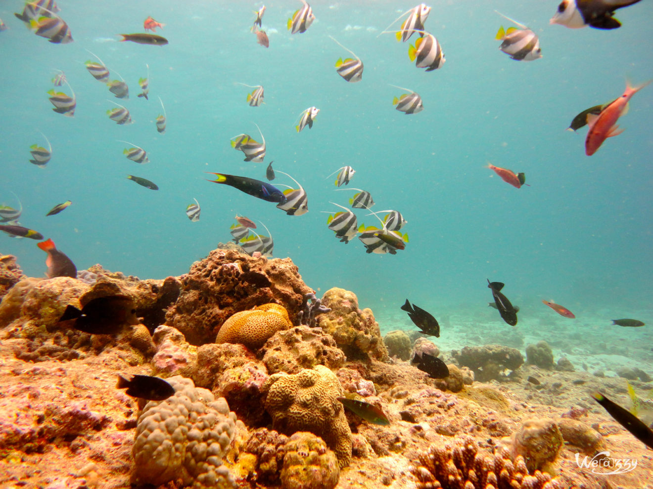 Plongée aux Maldives Allons dire bonjour aux poissons Weazzy