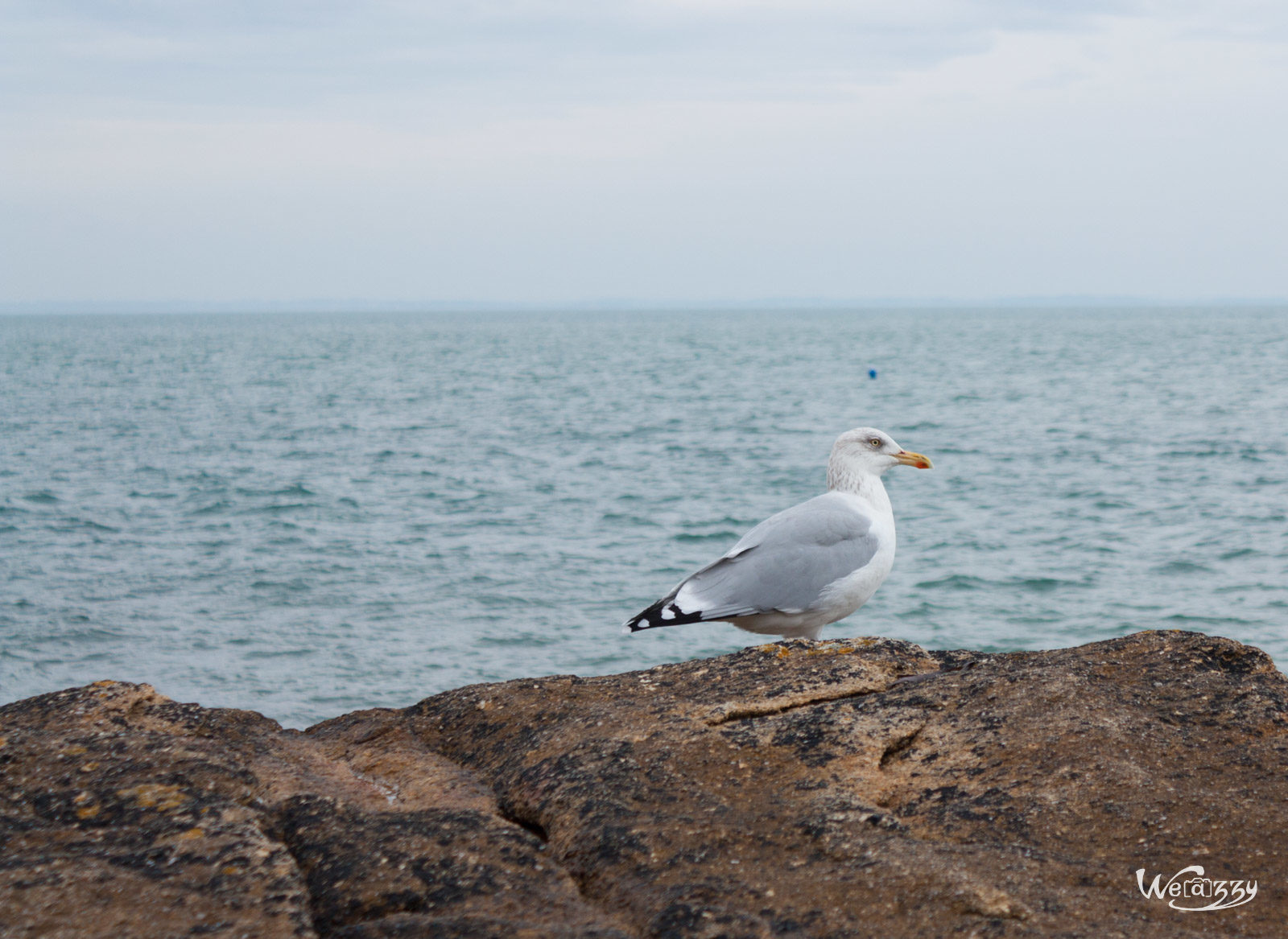 France, Littoral, Nature, Quiberon