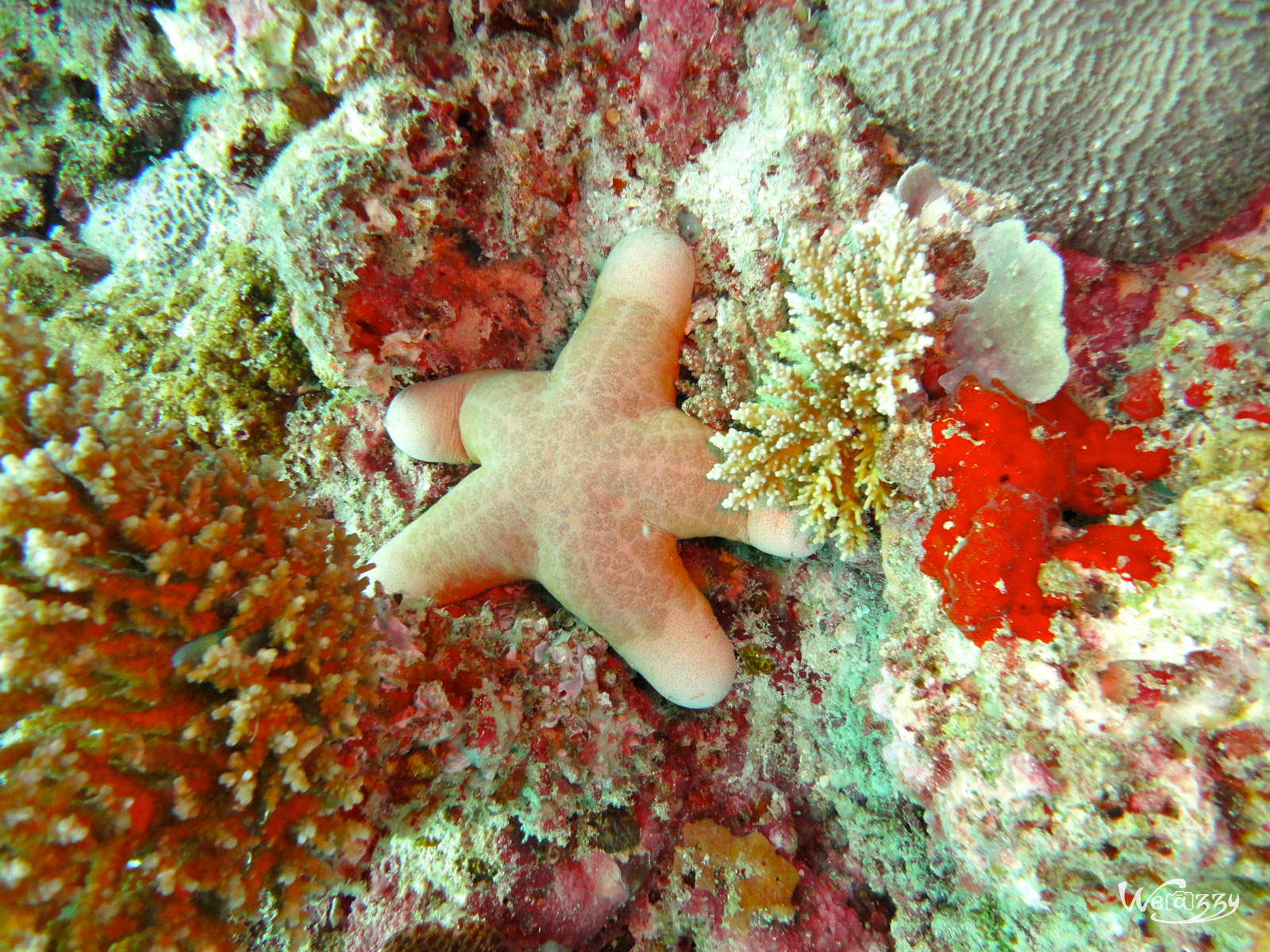 George l'étoile de mer, Plongée, Maldive