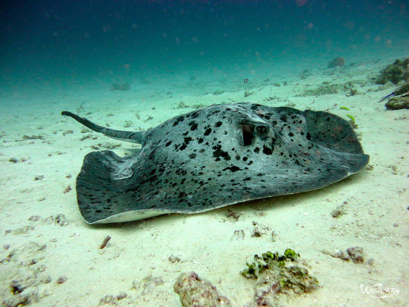 Odile la raie, Plongée, Maldive