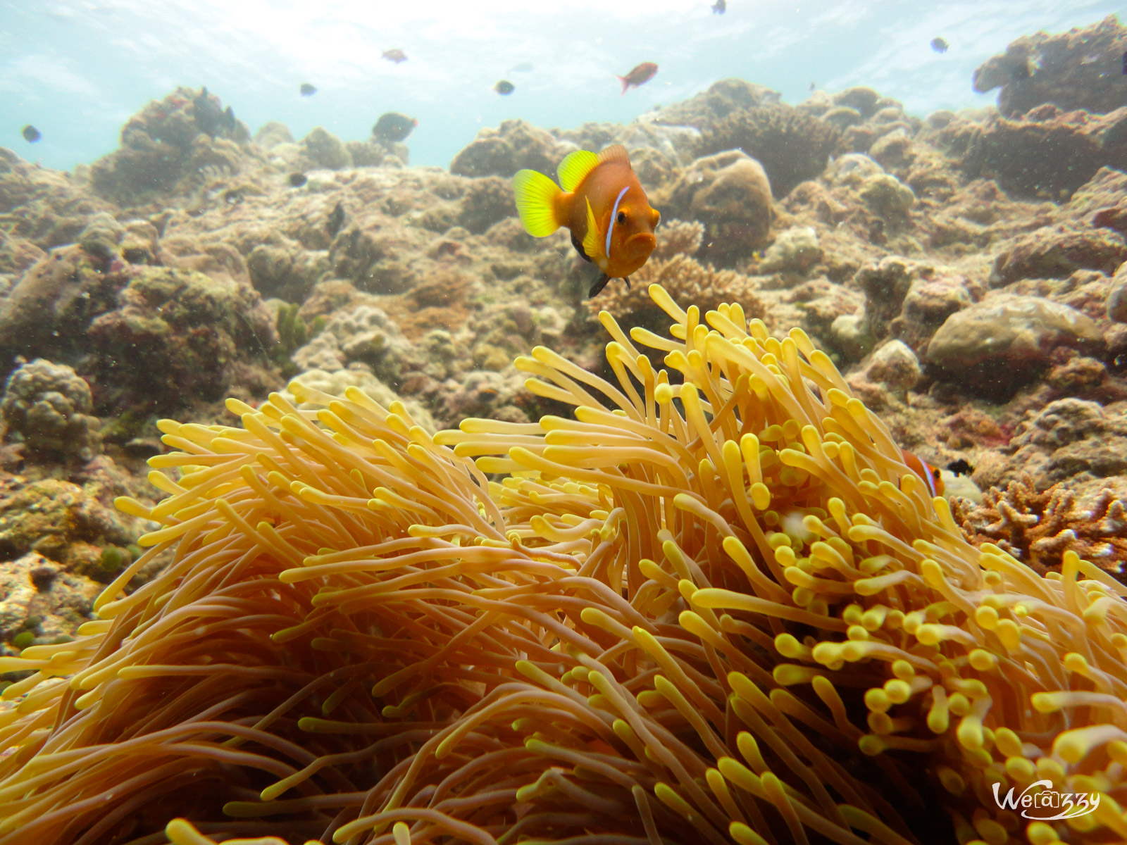 Poisson clown pas content