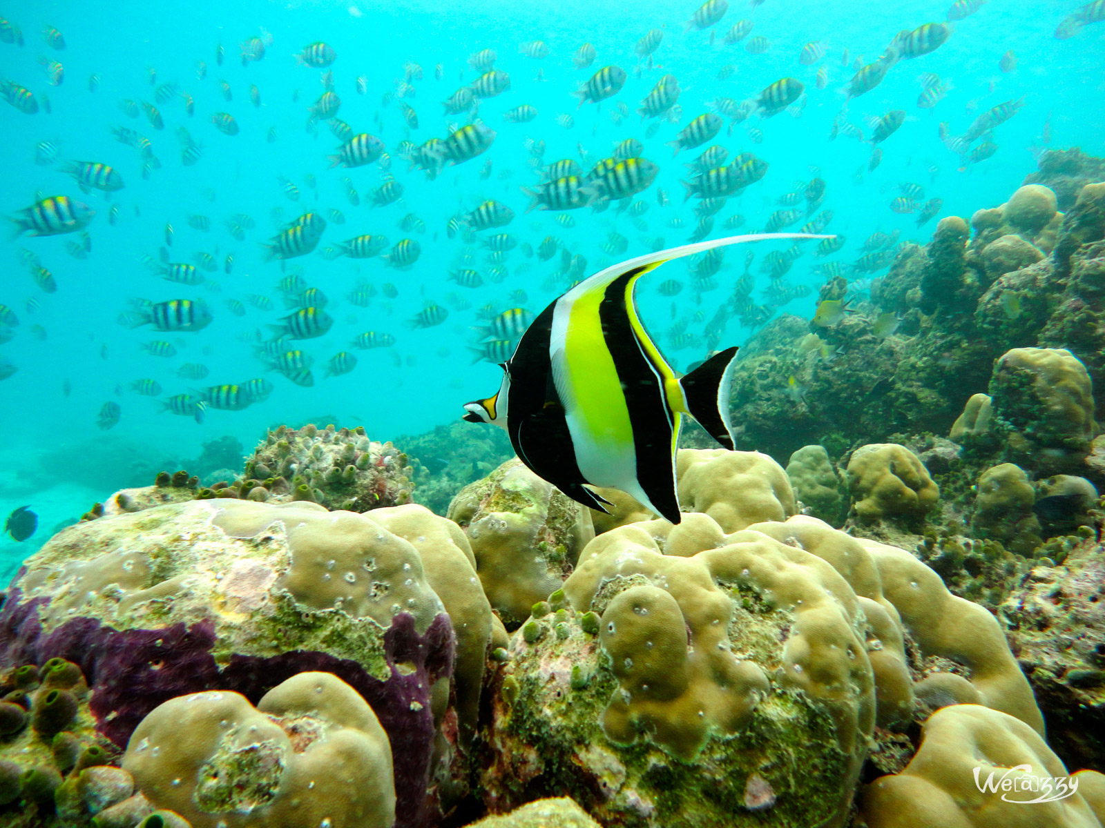 Poisson cocher, Plongée, Maldive