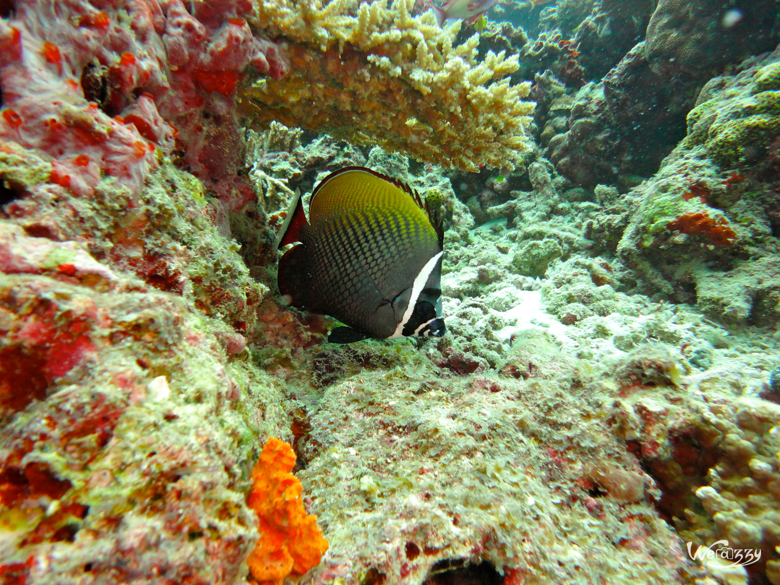 Poisson papillon, Plongée, Maldive