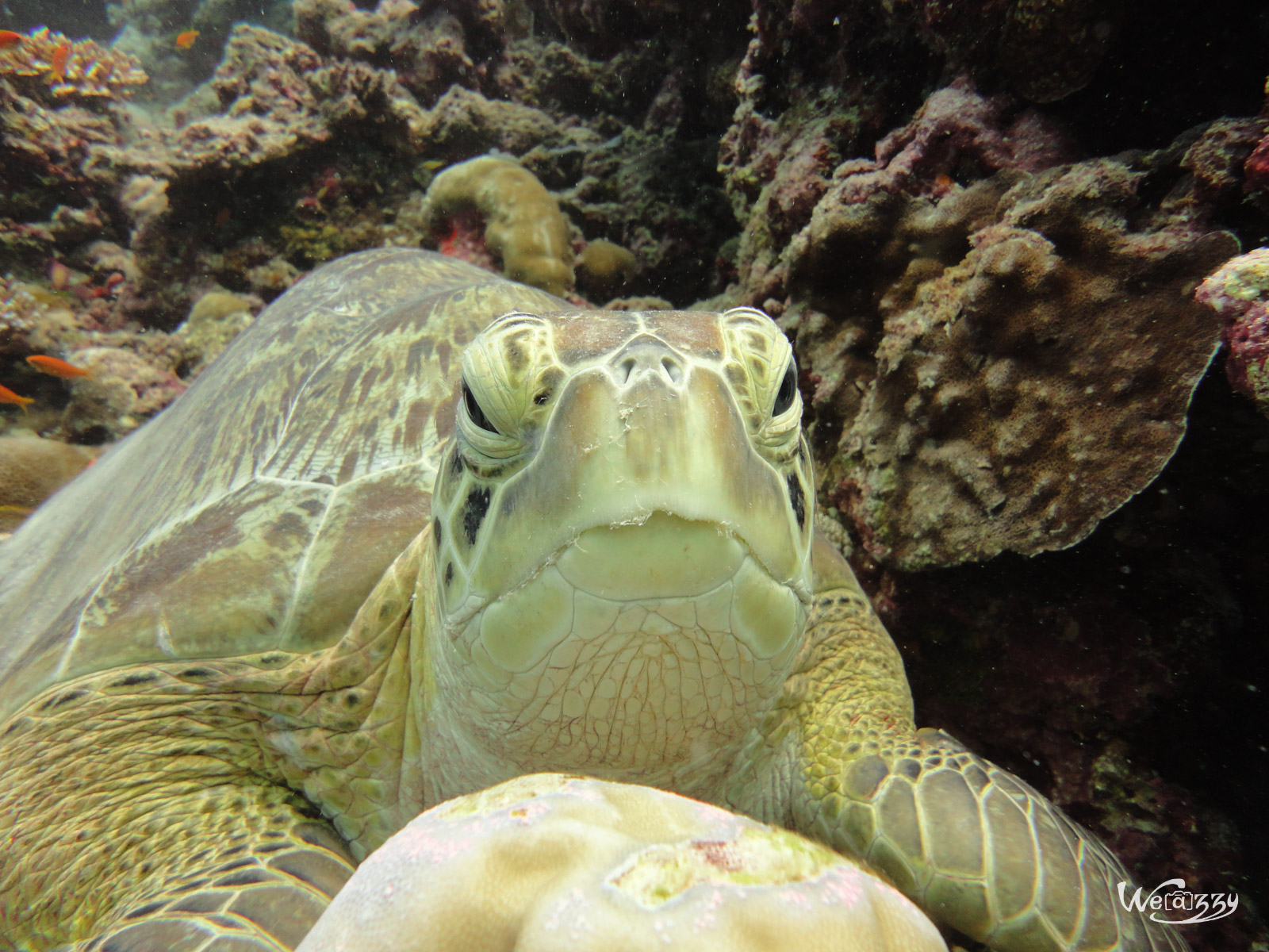 Tortue boudeuse, Plongée, Maldive