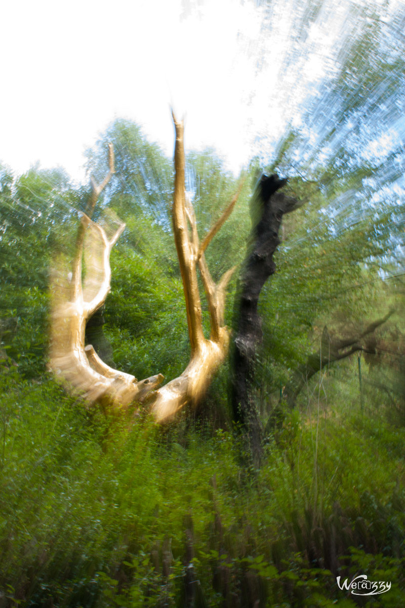 Brocéliande, Forêt, France, Nature