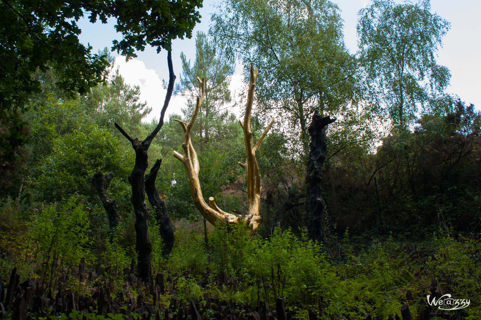 Brocéliande, Forêt, France, Nature