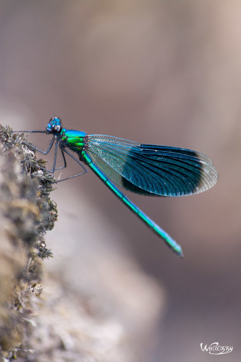 Animaux, Clisson, France, Nature