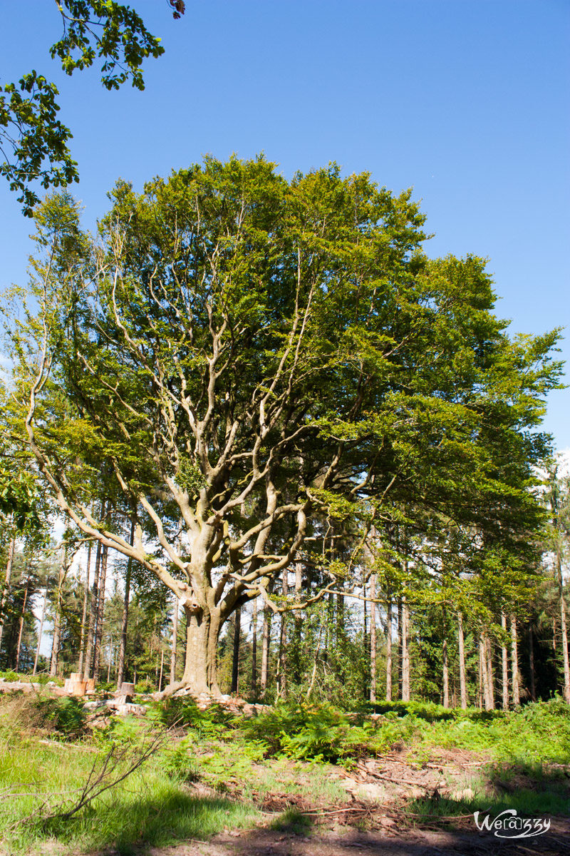 Brocéliande, Forêt, France, Nature
