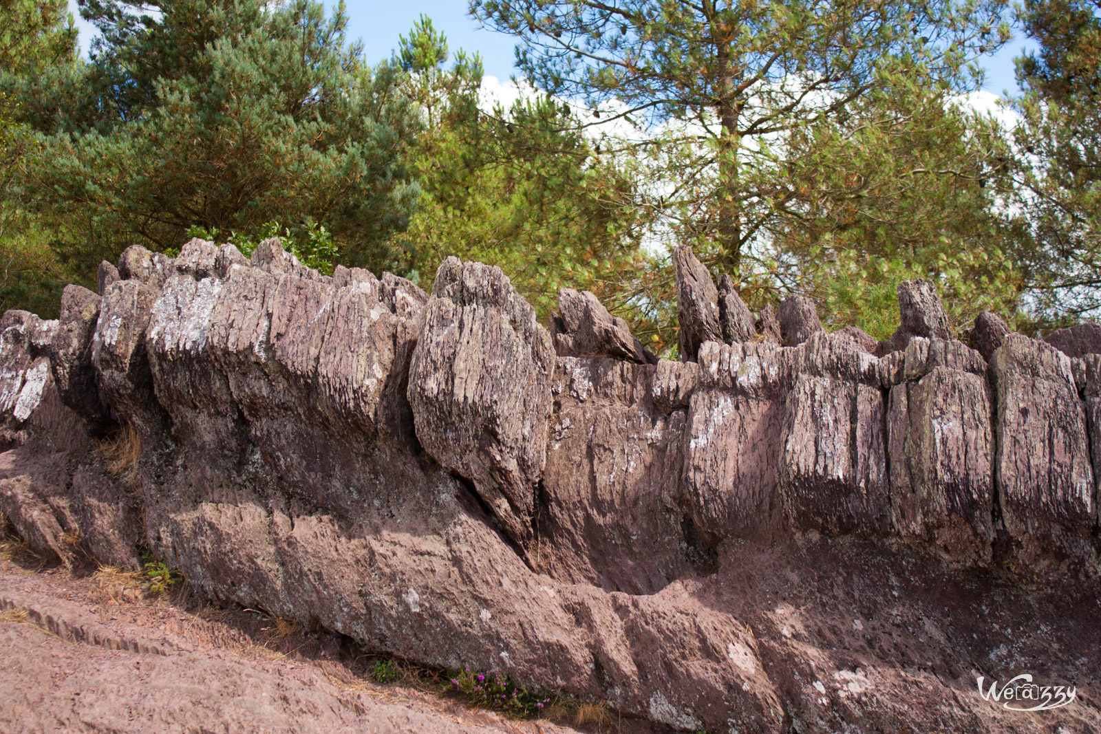 Brocéliande, Forêt, France, Nature
