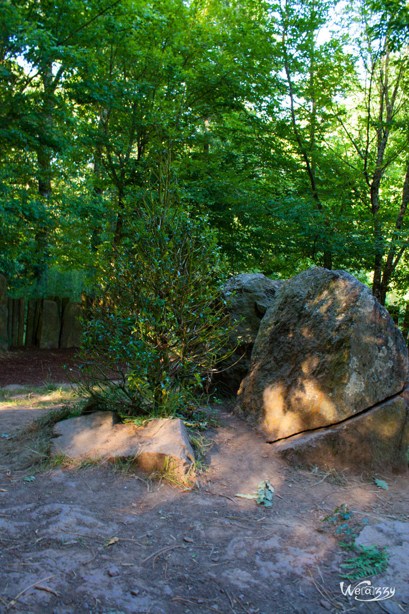 Brocéliande, Forêt, France, Nature