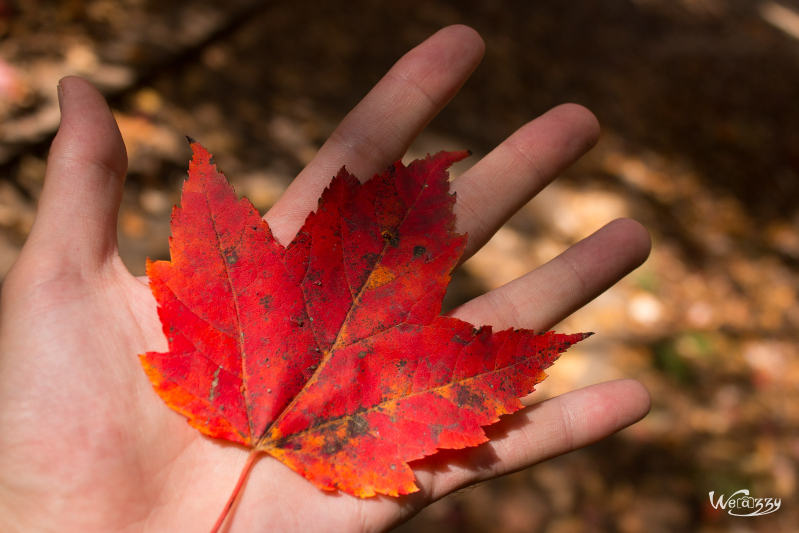 Des vacances bien méritées, destination Québec