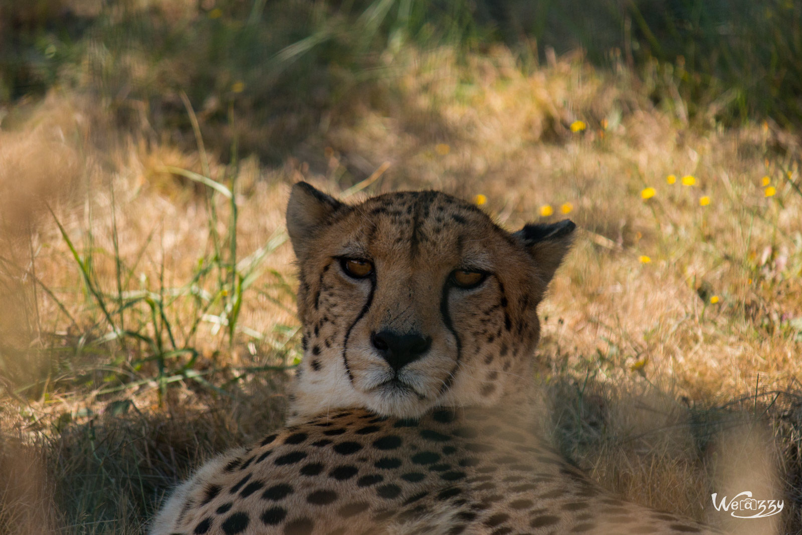 Animaux, France, Nantes, Nature, Zoo