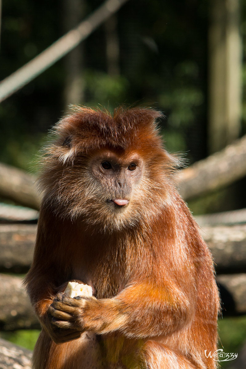 Animaux, France, Nantes, Nature, Zoo