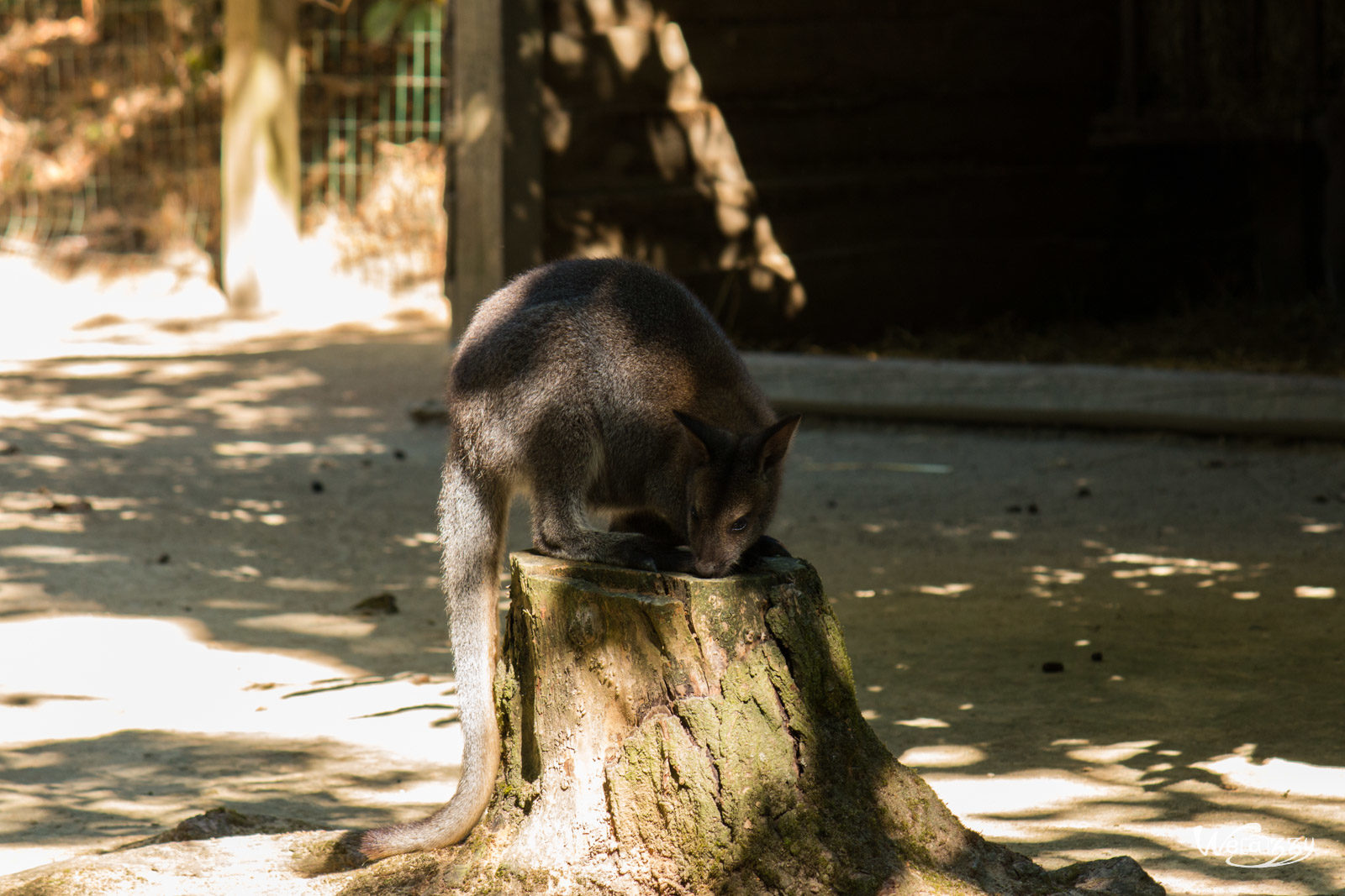 France, Nantes, Nature, Zoo