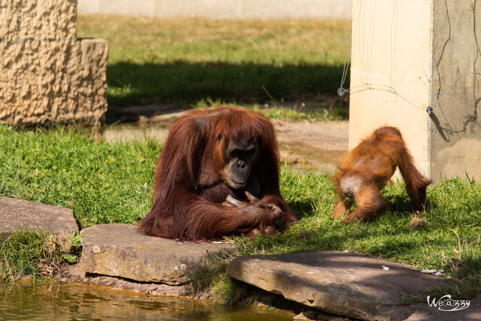 Animaux, France, Nantes, Nature, Zoo