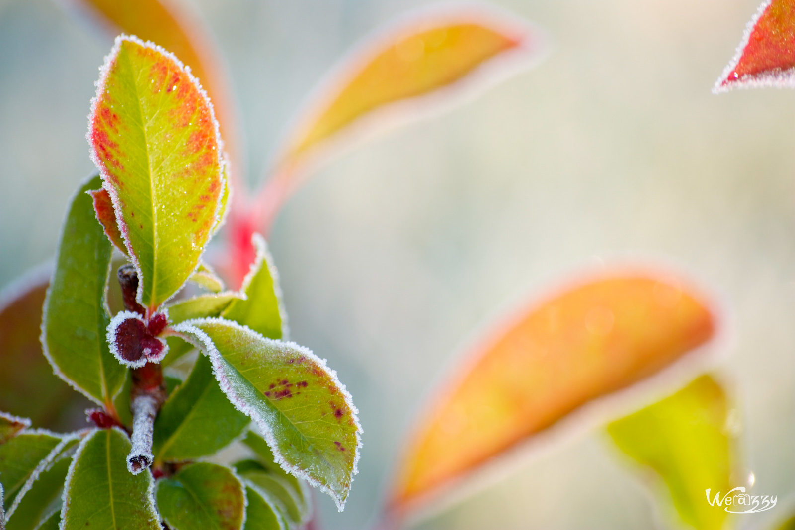 Fleurs, hiver