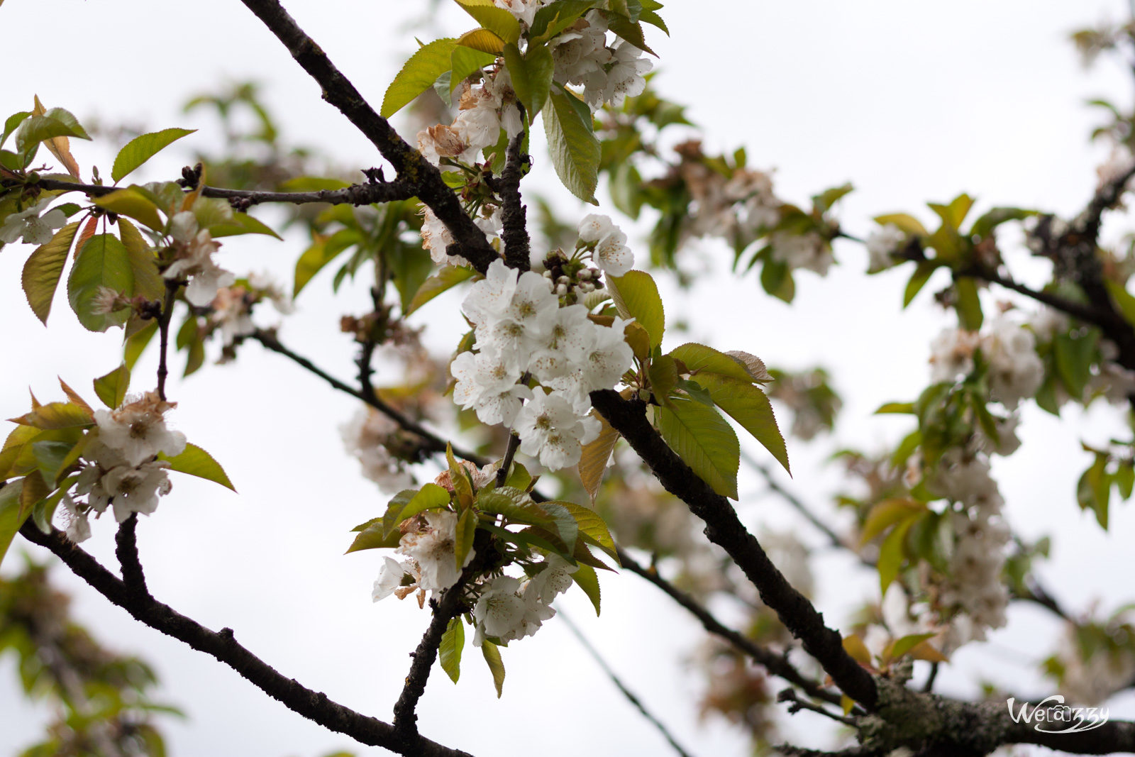 Fleurs, printemps