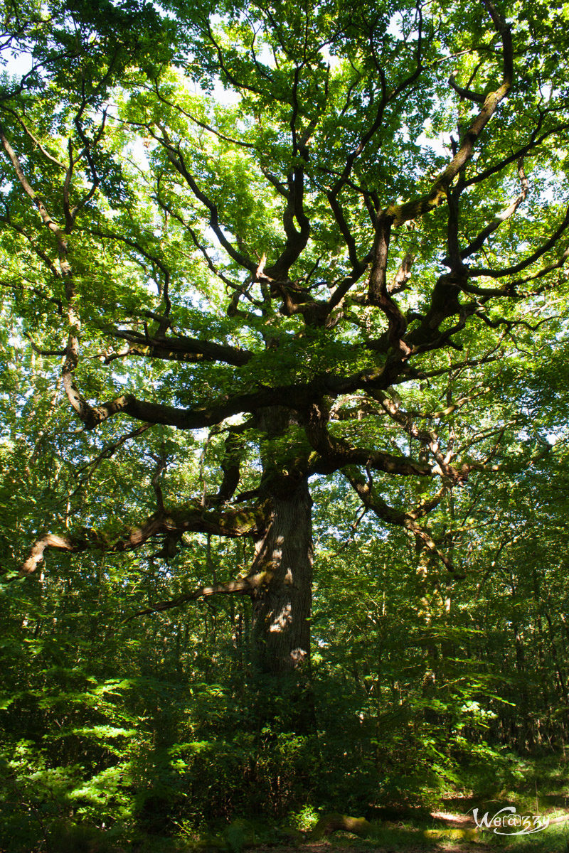 Brocéliande, Forêt, France, Nature