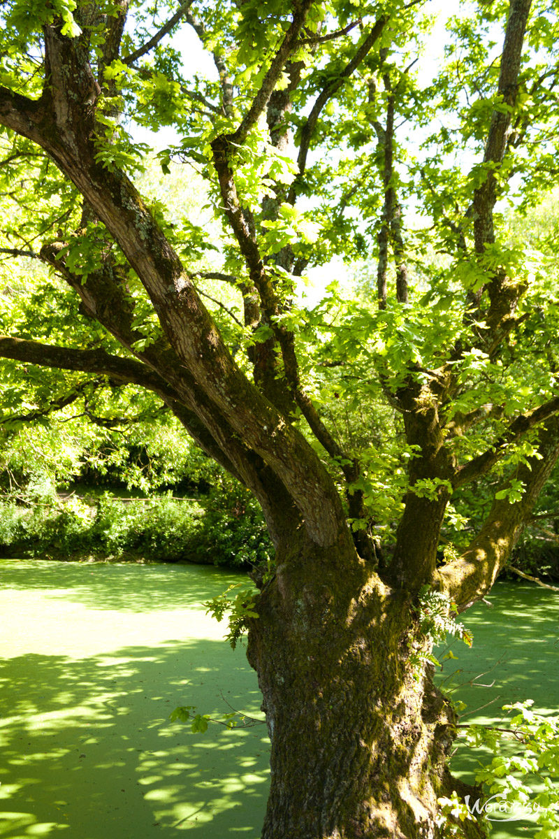 Brière, France, Marais, Nature