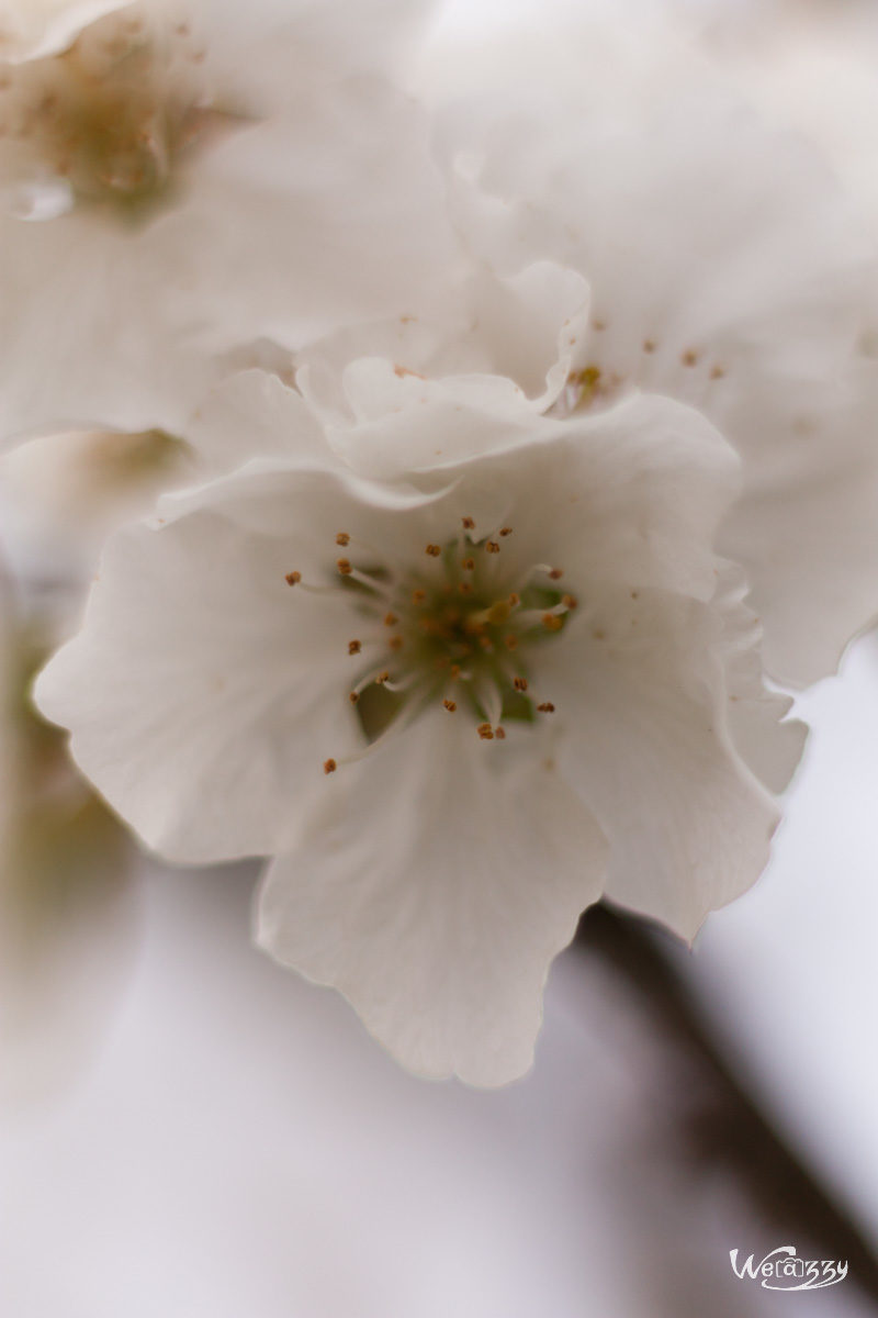 Fleurs, printemps