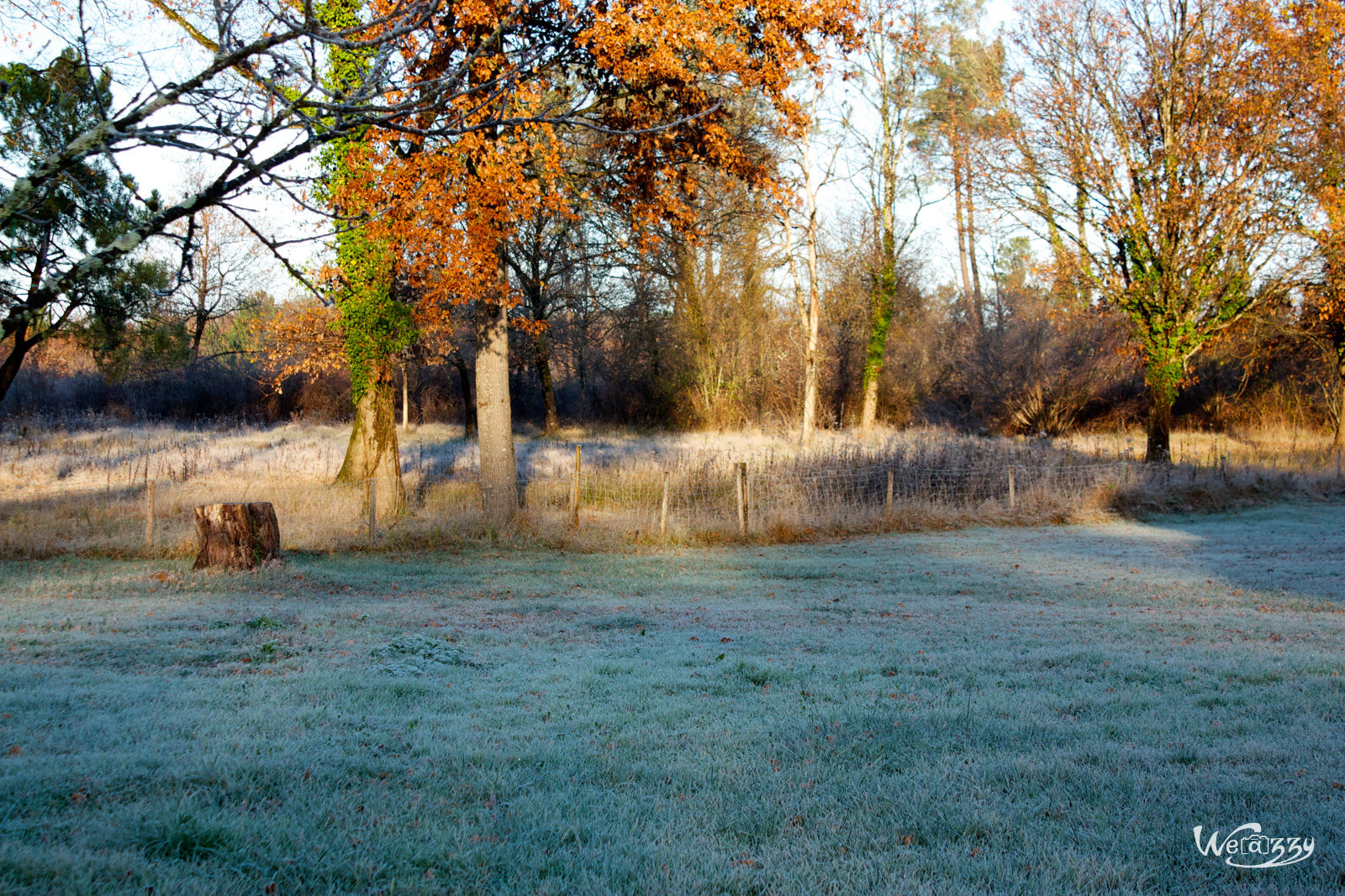 Fleurs, hiver, jardin