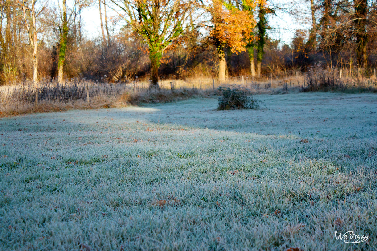 Fleurs, hiver, jardin