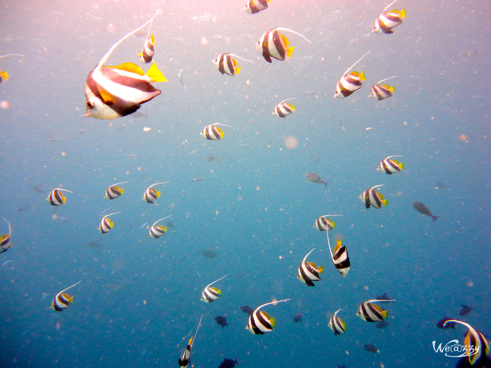 Plongée aux Maldives – Allons dire bonjour aux poissons