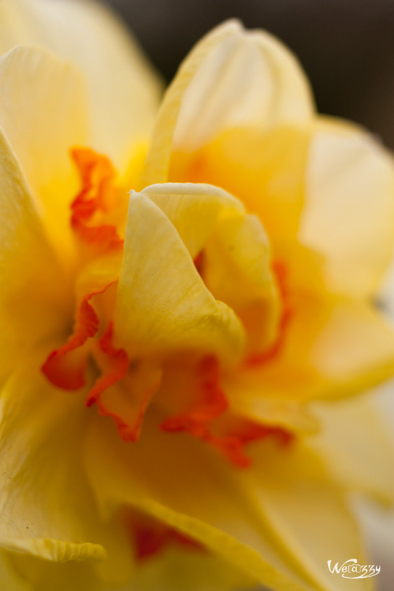 Fleurs, printemps