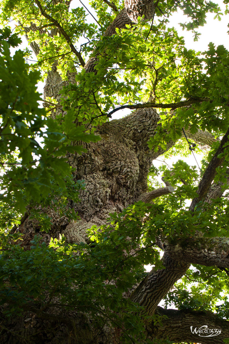 Brocéliande, Forêt, France, Nature
