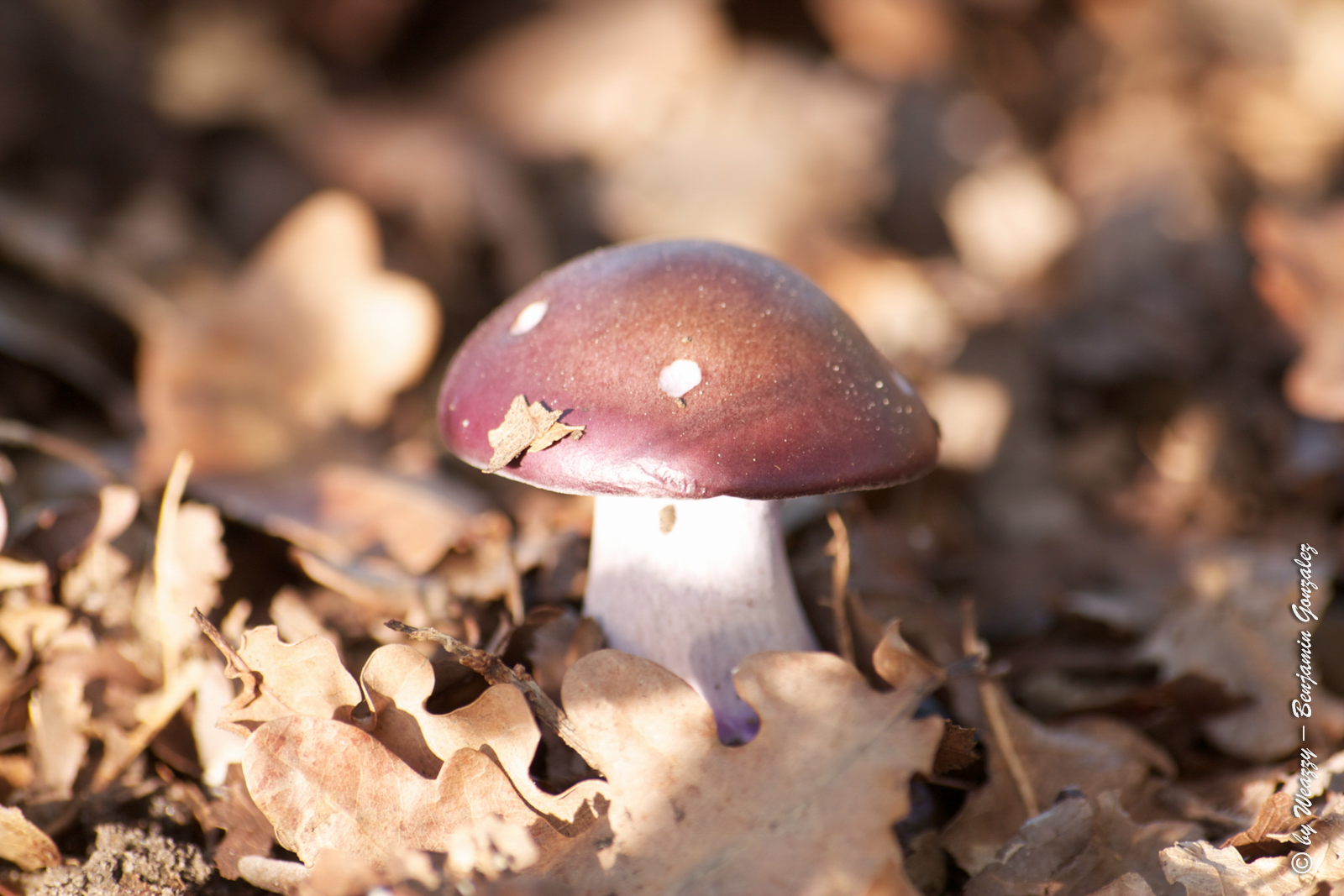 La nature nous offre ses couleurs d’automne