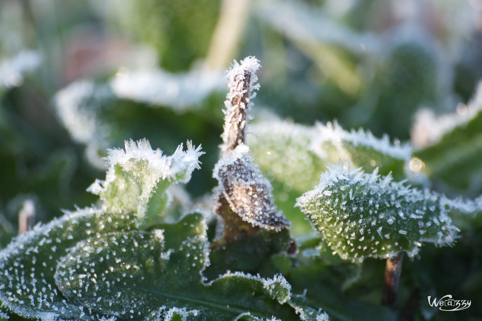 Coup de givre de bon matin, l’hiver est bien là