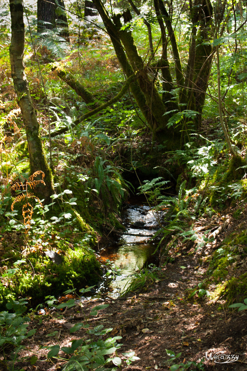 Brocéliande, Forêt, France, Nature