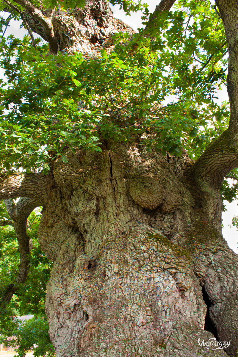 Brocéliande, Forêt, France, Nature