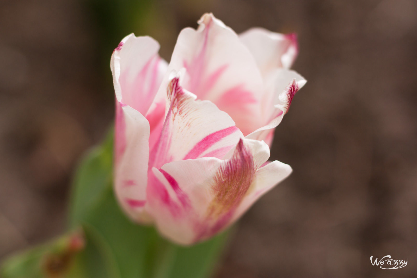 Fleurs, printemps