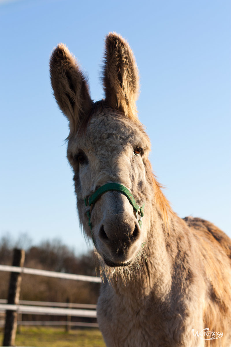 Animaux, Ferme, Nature