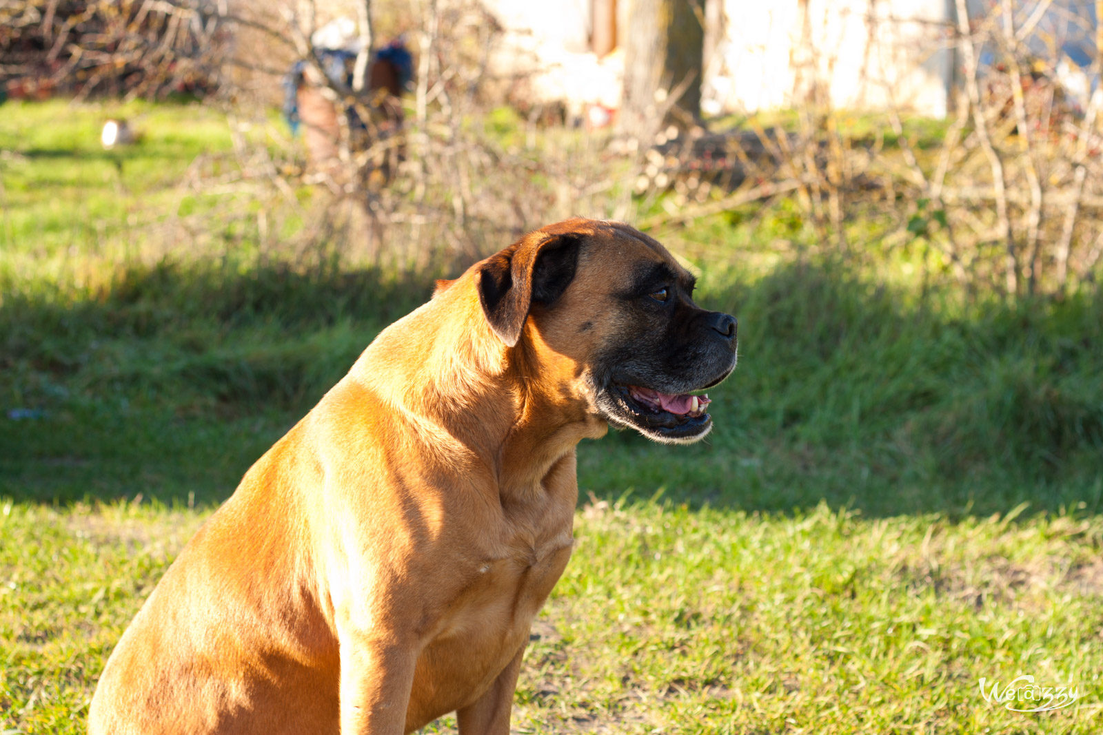 Animaux, Ferme, Nature