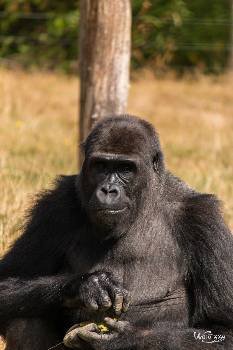 Animaux, France, Nantes, Nature, Zoo