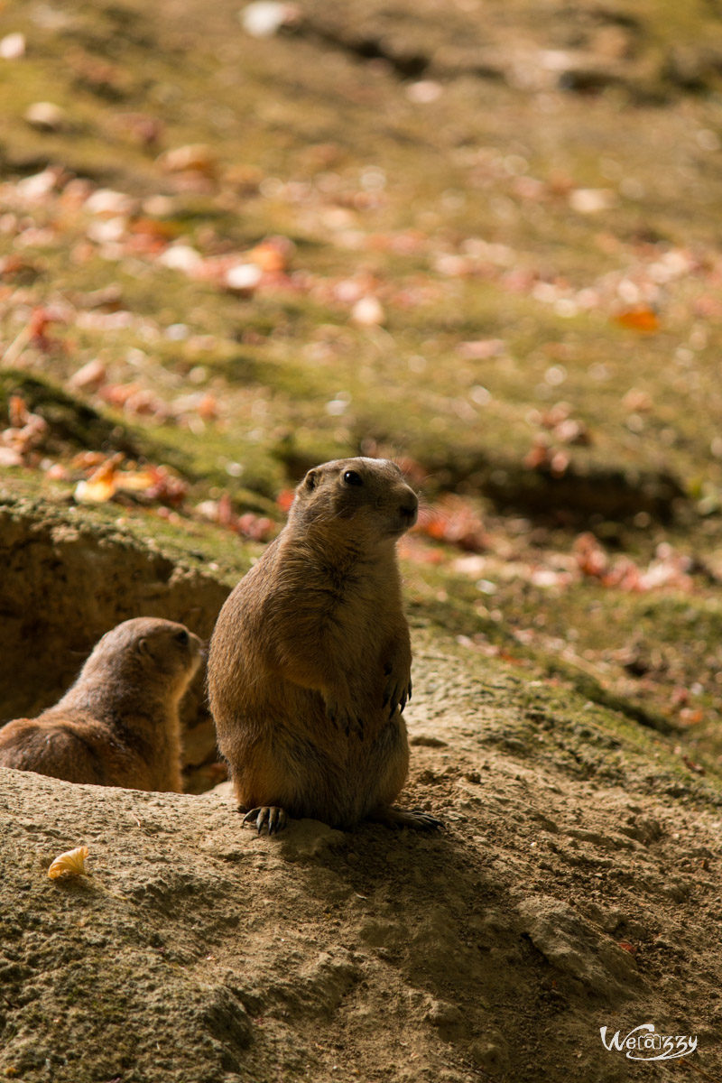 Animaux, France, Nantes, Nature, Zoo