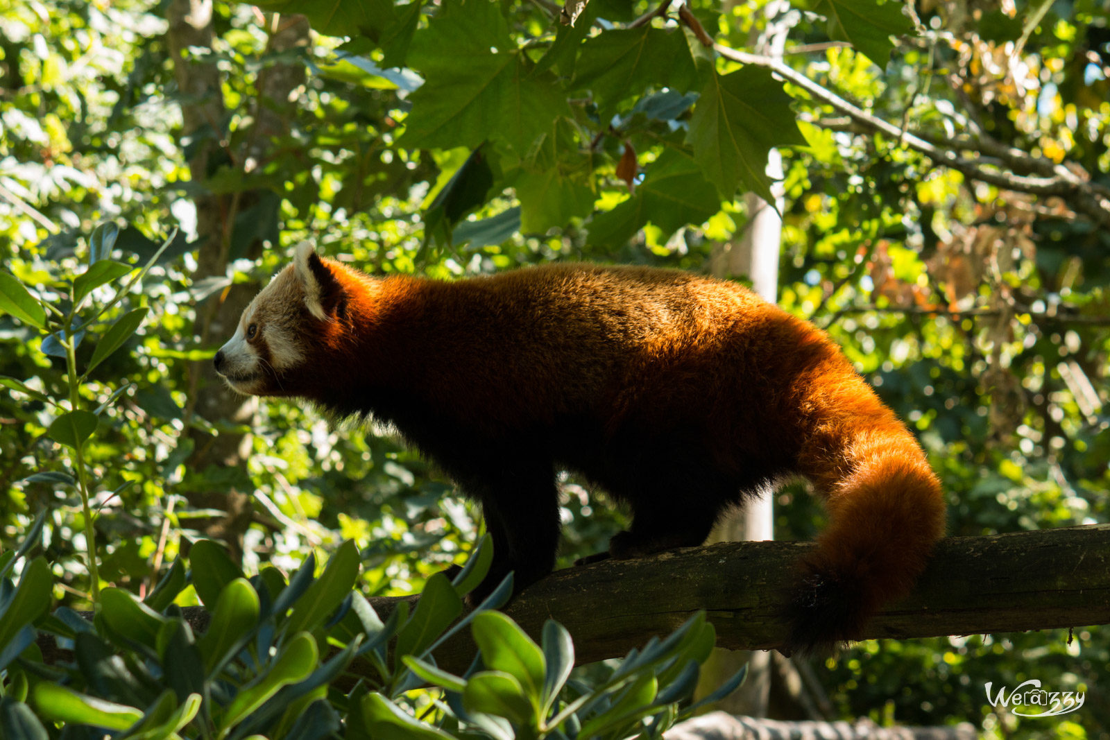 Animaux, France, Nantes, Nature, Zoo