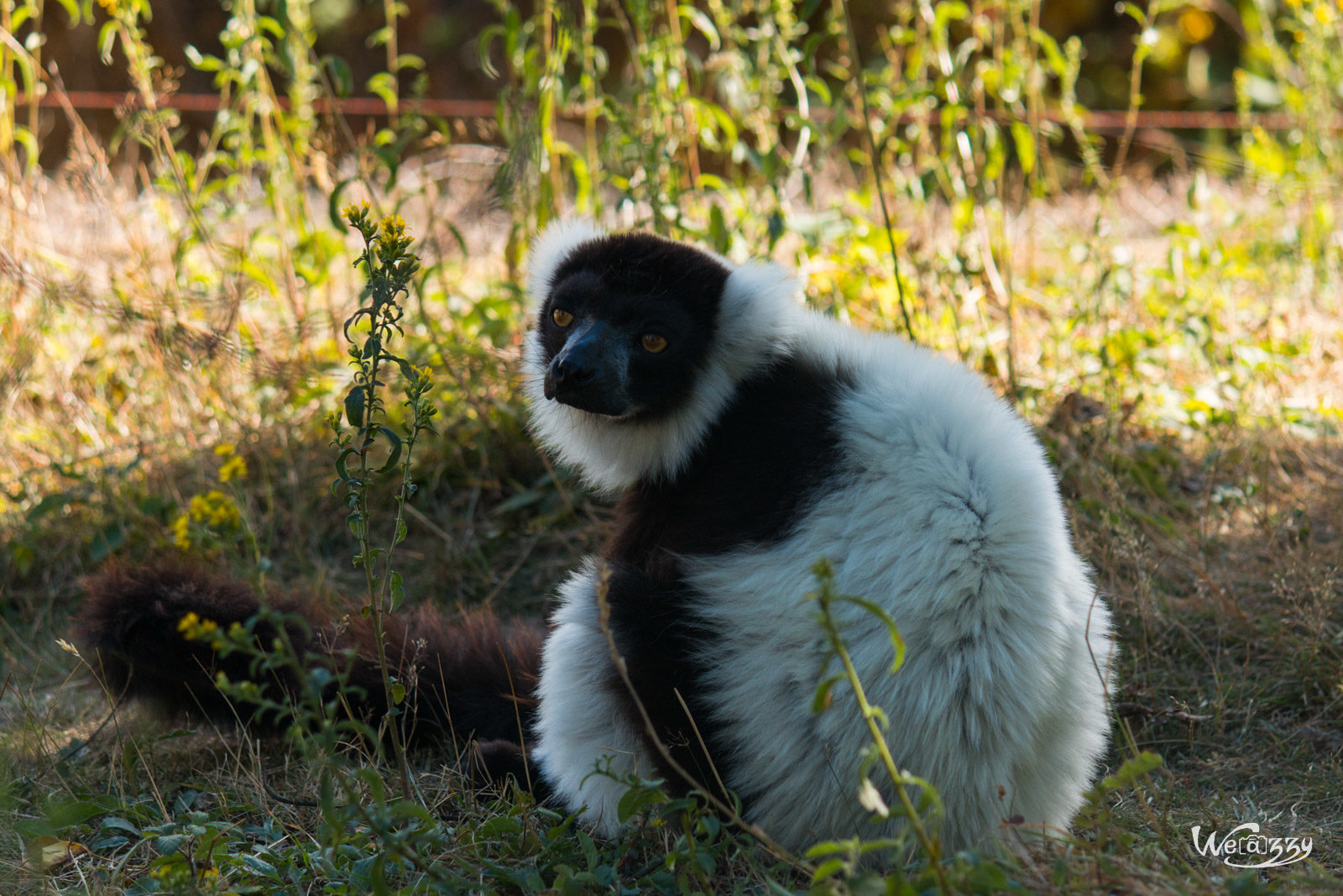 Animaux, France, Nantes, Nature, Zoo