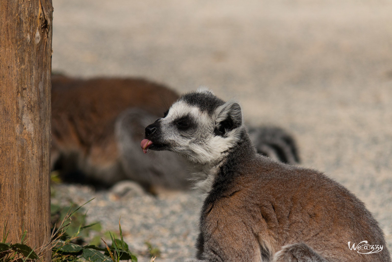 Animaux, France, Nantes, Nature, Zoo