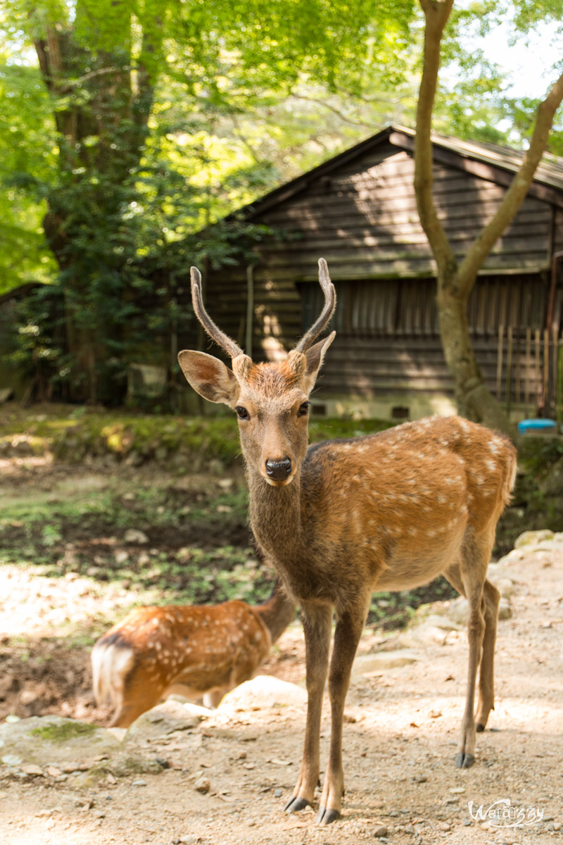 Japon, Nara