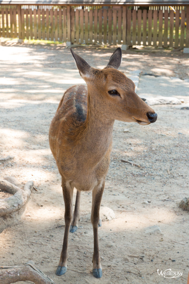 Japon, Nara, Voyage