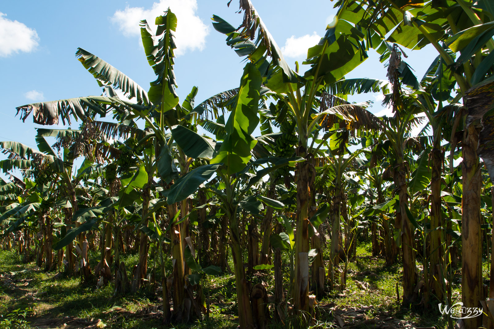 Cuba, Vinales