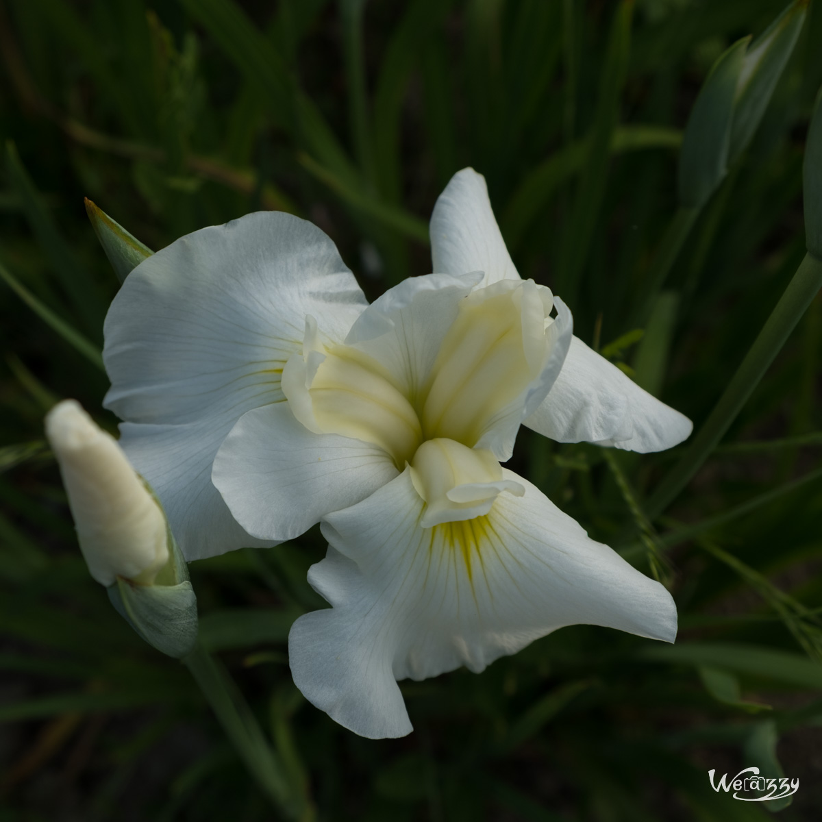 France, Nantes, Roseraie, jardin